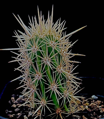 Stenocereus eruca 10 Pieces Seeds
