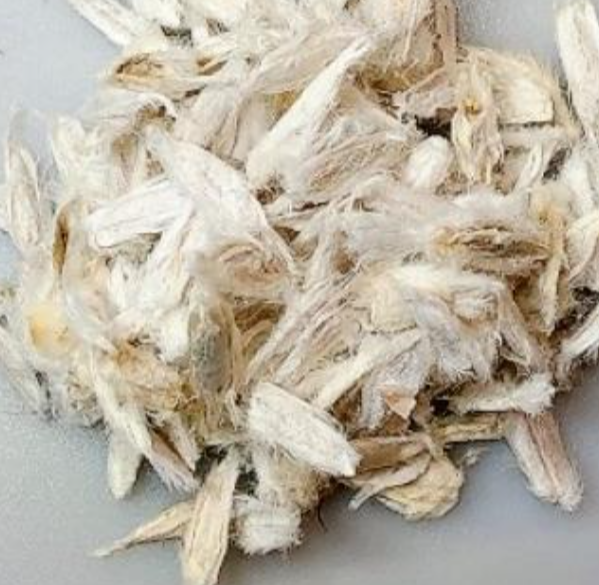 Fouquieria splendens 10 Pieces Seeds