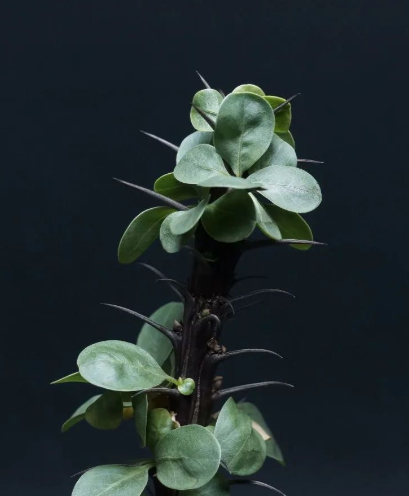 Fouquieria splendens 10 Pieces Seeds