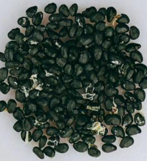 Ferocactus peninsulae 10 Pieces Seeds