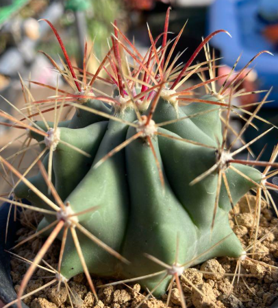 Ferocactus peninsulae 10 Pieces Seeds