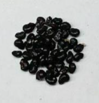 Ferocactus alamosanus 10 Pieces Seeds