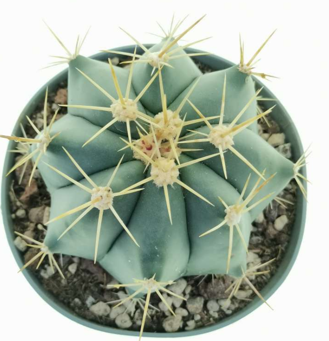 Ferocactus pottsii 10 Pieces Seeds