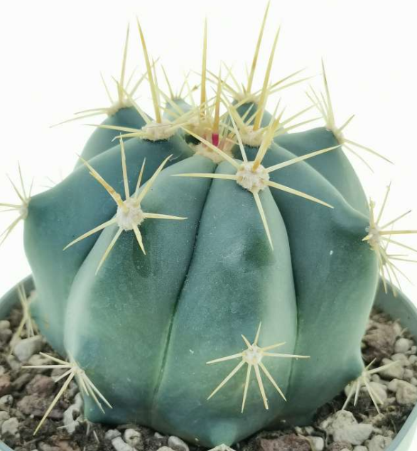 Ferocactus pottsii 10 Pieces Seeds