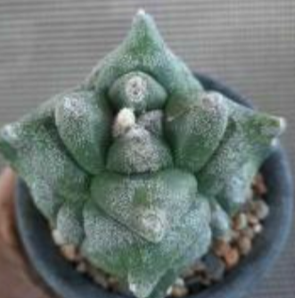 Astrophytum myrio kikko 10 Pieces Seeds