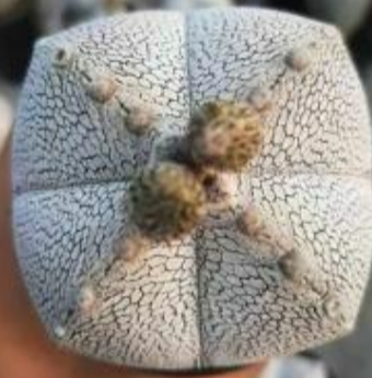 Astrophytum myrio onzuka 10 Pieces Seeds