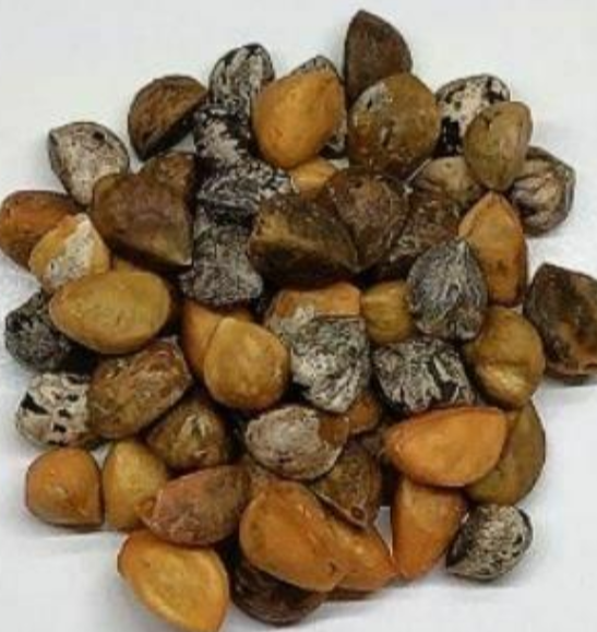Bursera Fragilis 5 Pieces Seeds