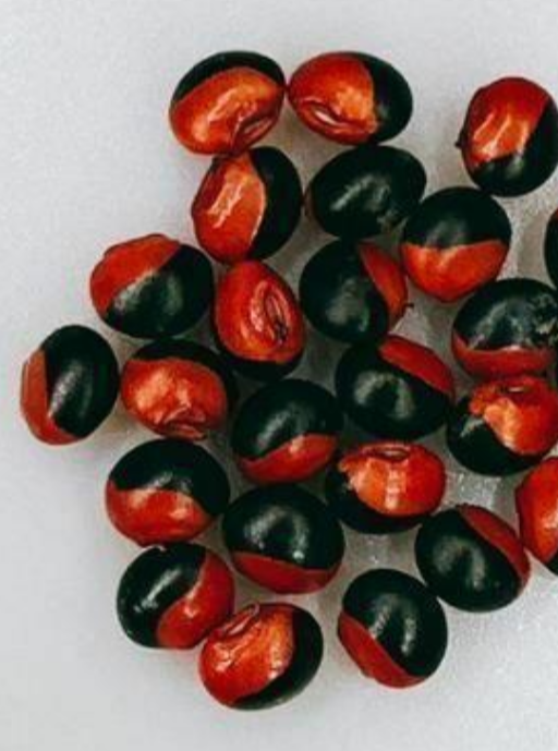 Ormosia sp. 5 Pieces Seeds