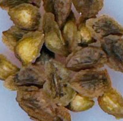 Boswellia socotrana Green Leaf 6 Pieces Seeds