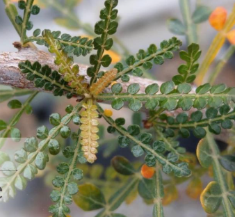 Boswellia socotrana Green Leaf 6 Pieces Seeds
