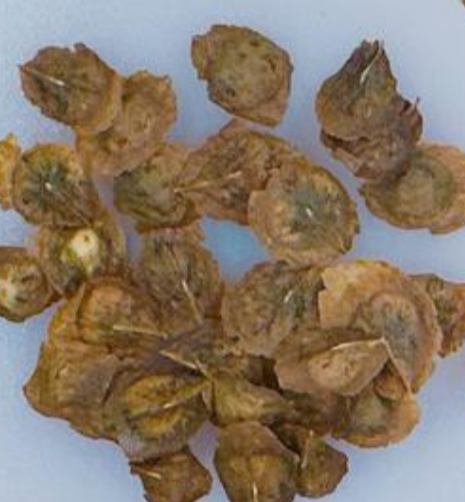 Boswellia socotrana silver leaf 6 Pieces Seeds