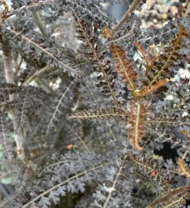 Boswellia socotrana silver leaf 6 Pieces Seeds