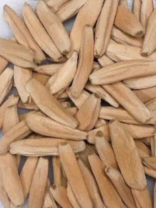 Adenium Mammoth 6 Pieces Seeds