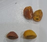 Bursera microphylla 4 Pieces Seeds