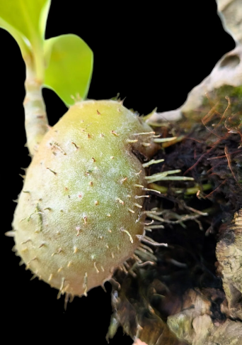 Anthorrhiza recurvispina 6 Pieces Seeds