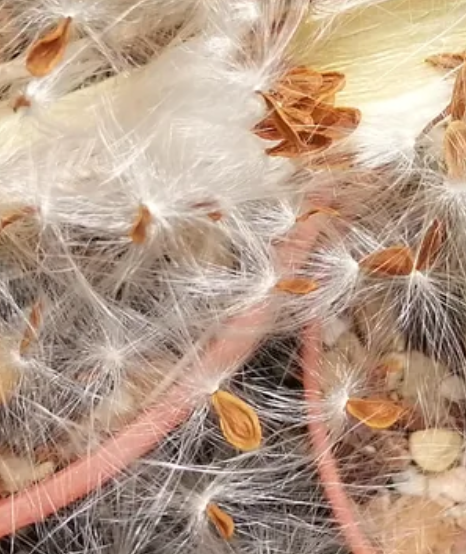 Stapelia angulata 6 Pieces Seeds