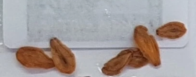 Stapelia desmetiana 5 Pieces Seeds