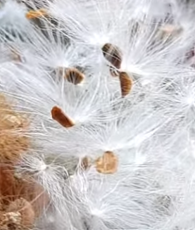 Caralluma diffusa 5 Pieces Seeds
