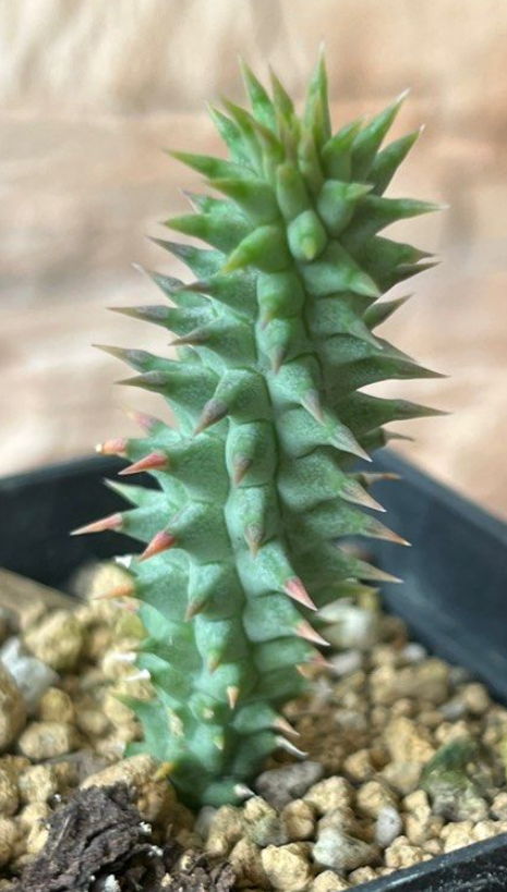 Luckhoffia beukmanii 5 Pieces seeds