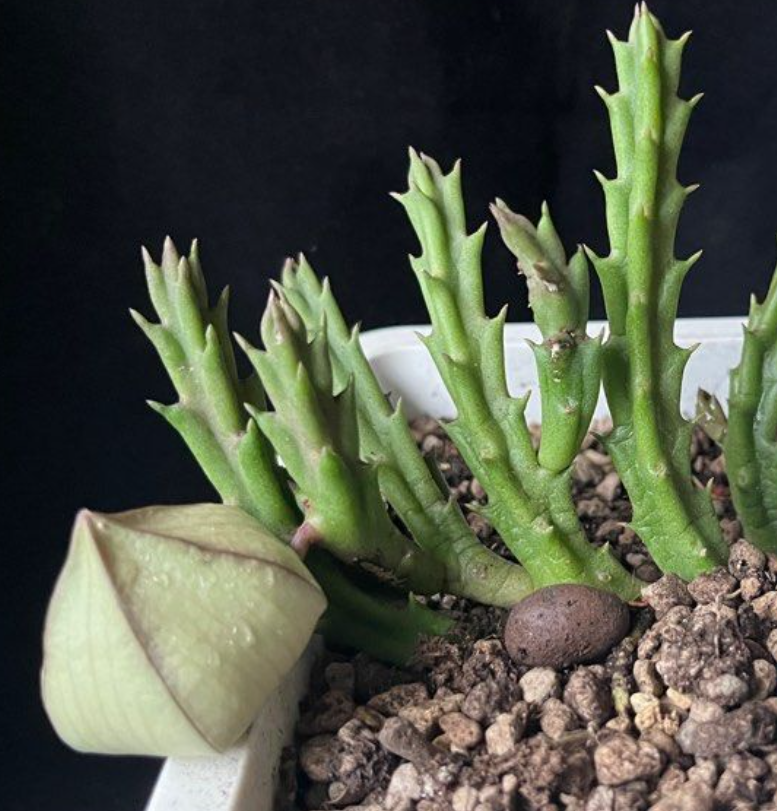 Stapelia berindensis 5 Pieces Seeds