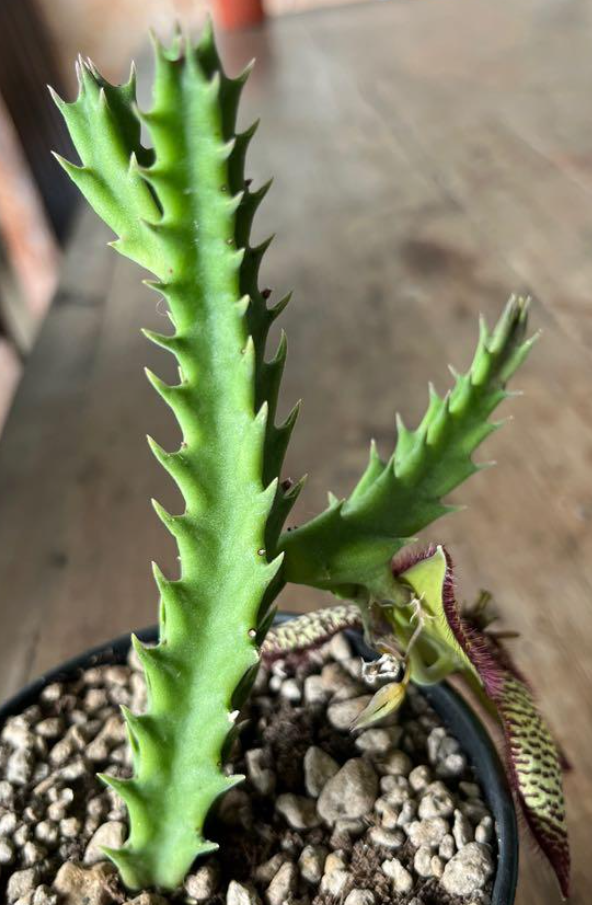 Stapelia Jino 7 Pieces Seeds
