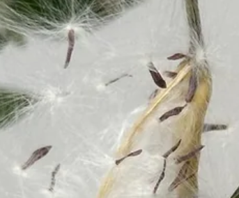 Hoya fitchii Yellow Form 10 Pieces Seeds