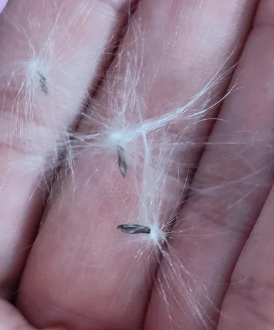 Hoya vaccinioides 10 Pieces Seeds