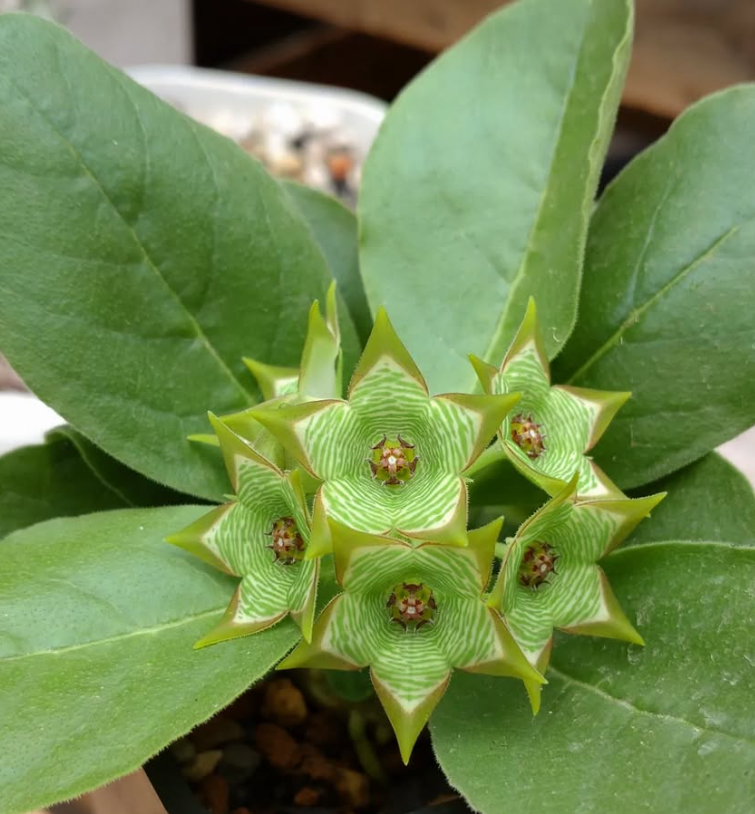 Brachystelma buchananii Green Tea hybrid 6 Pieces Seeds
