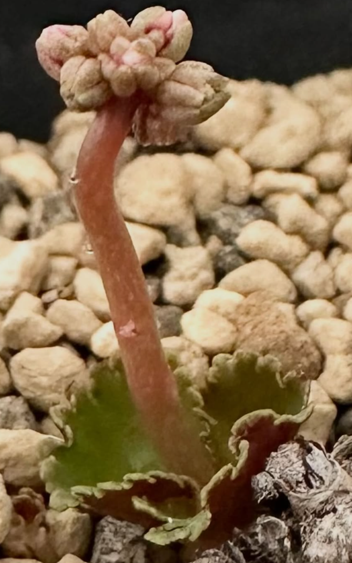 Crassula saxifraga 8 Pieces Seeds