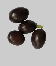 Haemanthus crispus 5 Pieces Seeds