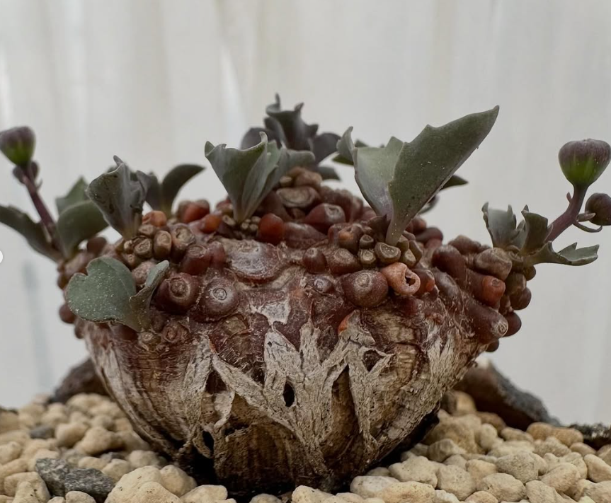 Othonna arumiana 6 Pieces Seeds