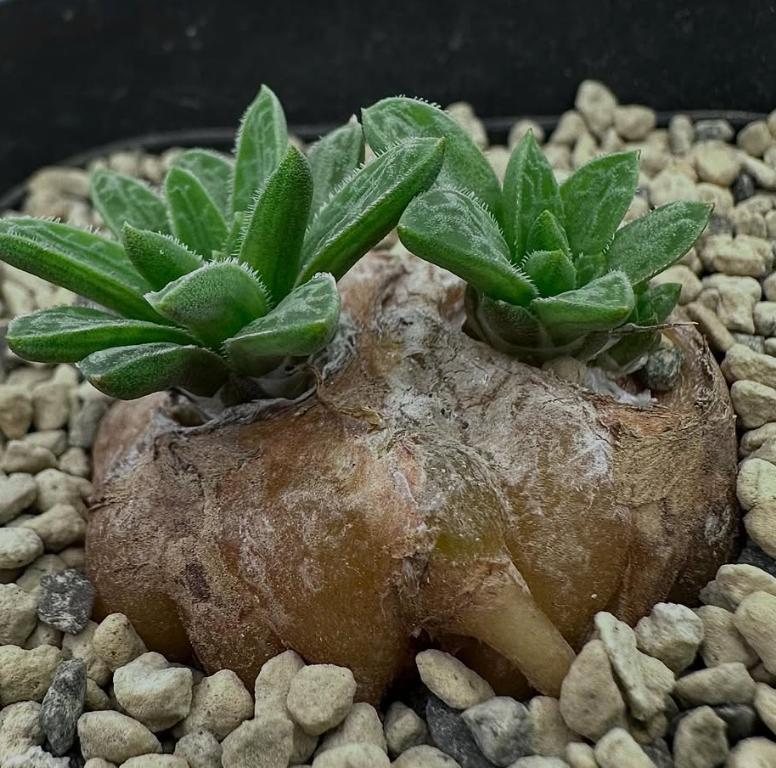 Bulbine haworthioides 8 Pieces Seeds