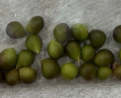 Brunsvigia Elandsmontana 4 Pieces Seeds