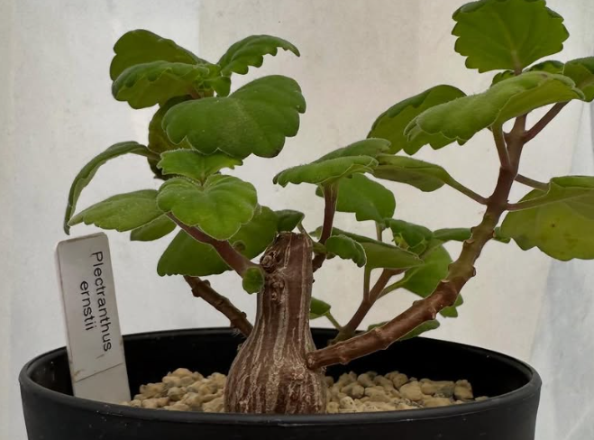 Plectranthus ernstii 6 Pieces Seeds