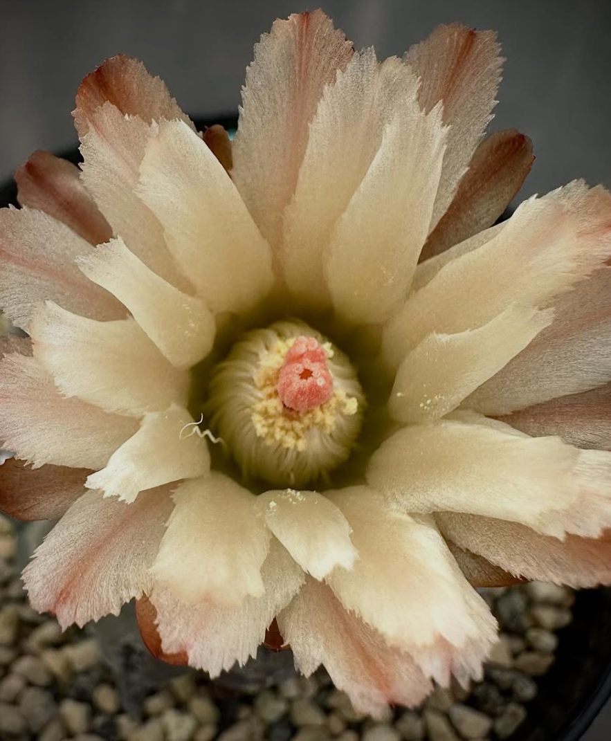 Neochilenia napina 10 Pieces Seeds