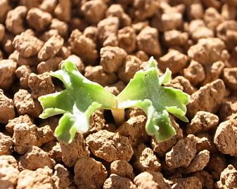 Crassula alcicornis 8 Pieces Seeds