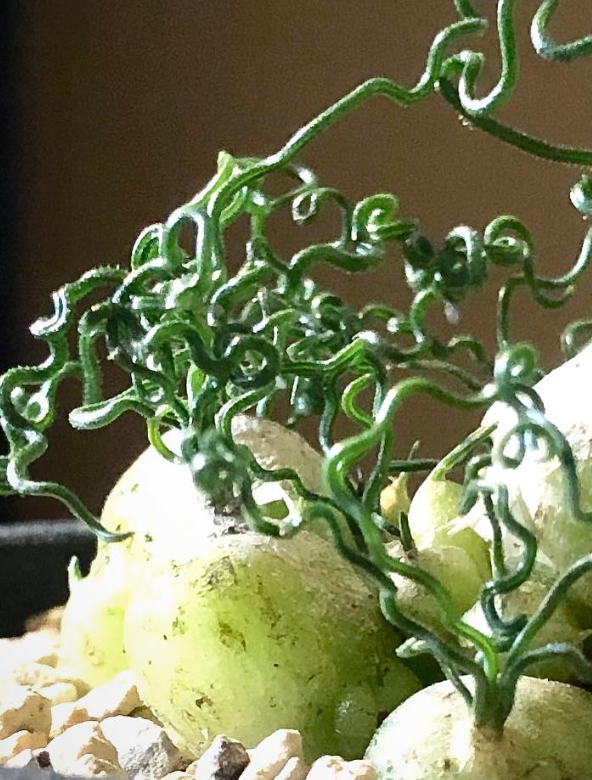 Ornithogalum Tortuosum 10 Pieces Seeds