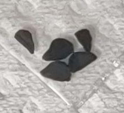 Ornithogalum constrictum 10 Pieces Seeds