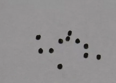 Discocactus ferricola 10 Pieces Seeds