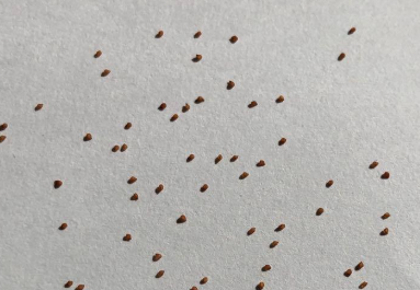 Mestoklema macrorhiza 10 Pieces Seeds