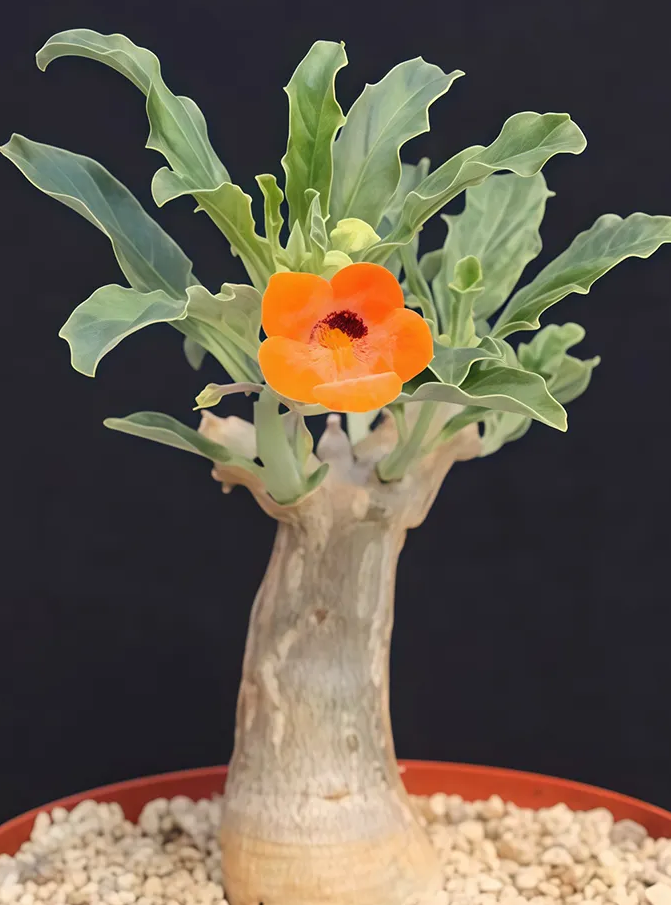 Pterodiscus aurantiacus 6 Pieces Seeds