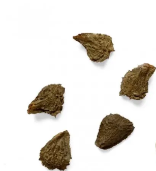 Uncarina roeoesliana 5 Pieces Seeds