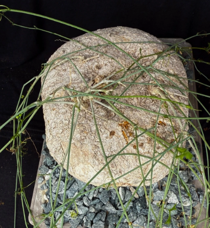 Ibervillea lendheimerii 6 Pieces Seeds