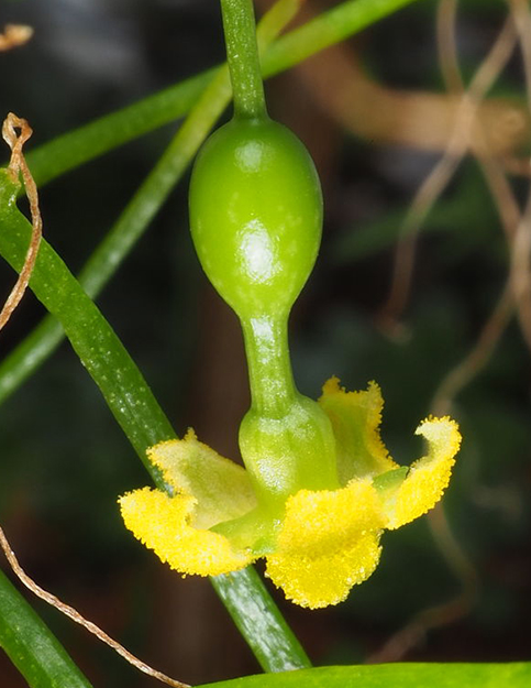 Ibervillea tenuisecta 6 Pieces Seeds