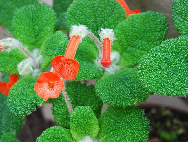 Sinningia bullata 10 Pieces Seeds