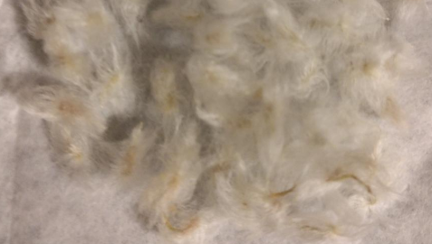 Eriospermum pustulatum 3 Pieces Seeds