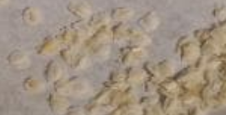 Eriospermum undulatum 3 Pieces Seeds