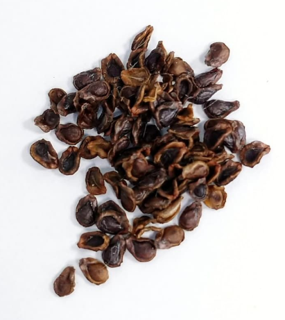 Pseudolithos dodsonianus 4 Pieces Seeds