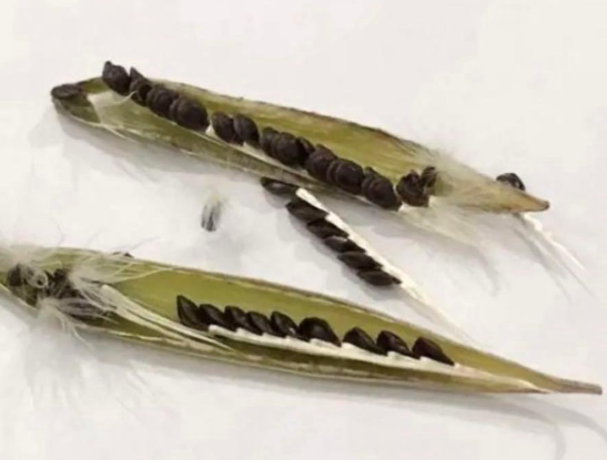 Pseudolithos Caput-viperae 10 Pieces Seeds