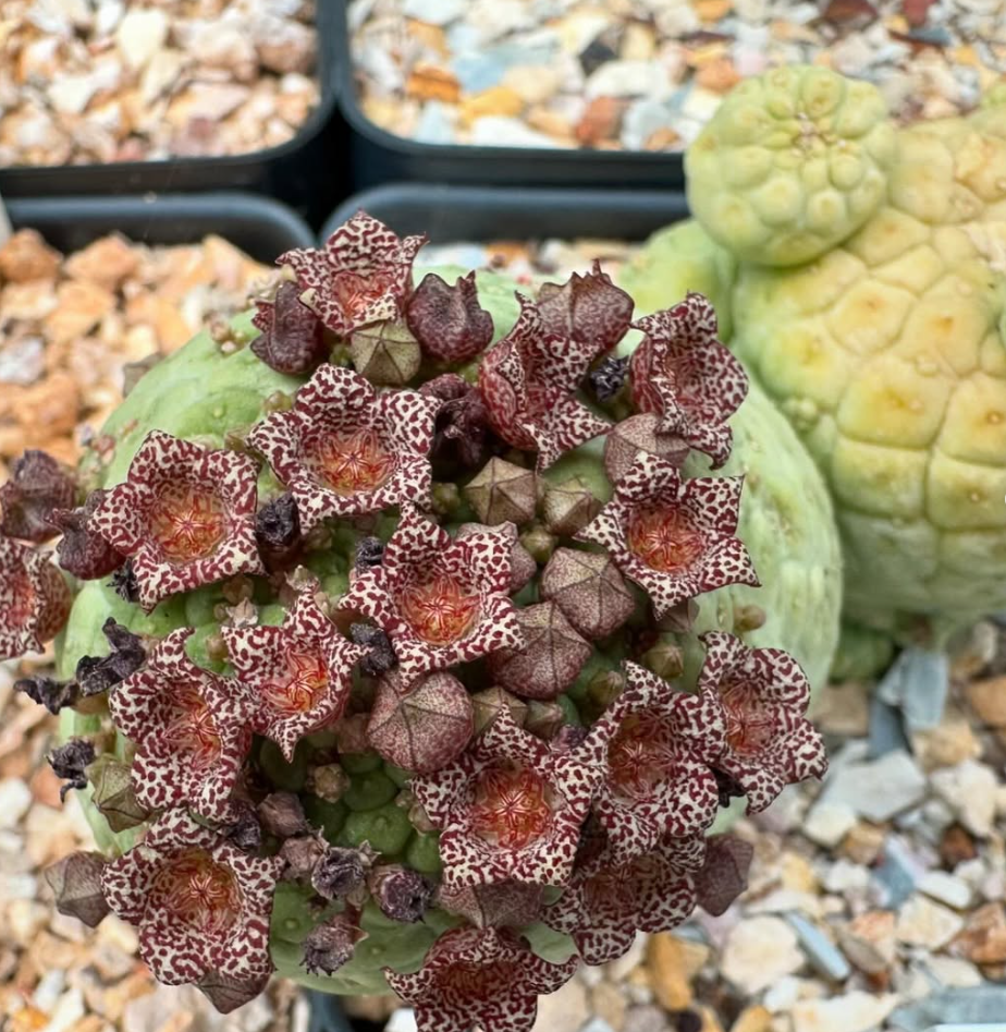 exotic succulent seeds Larryleachia cactiformis 10 Pieces Seeds – exotic-gardenkingdom.com